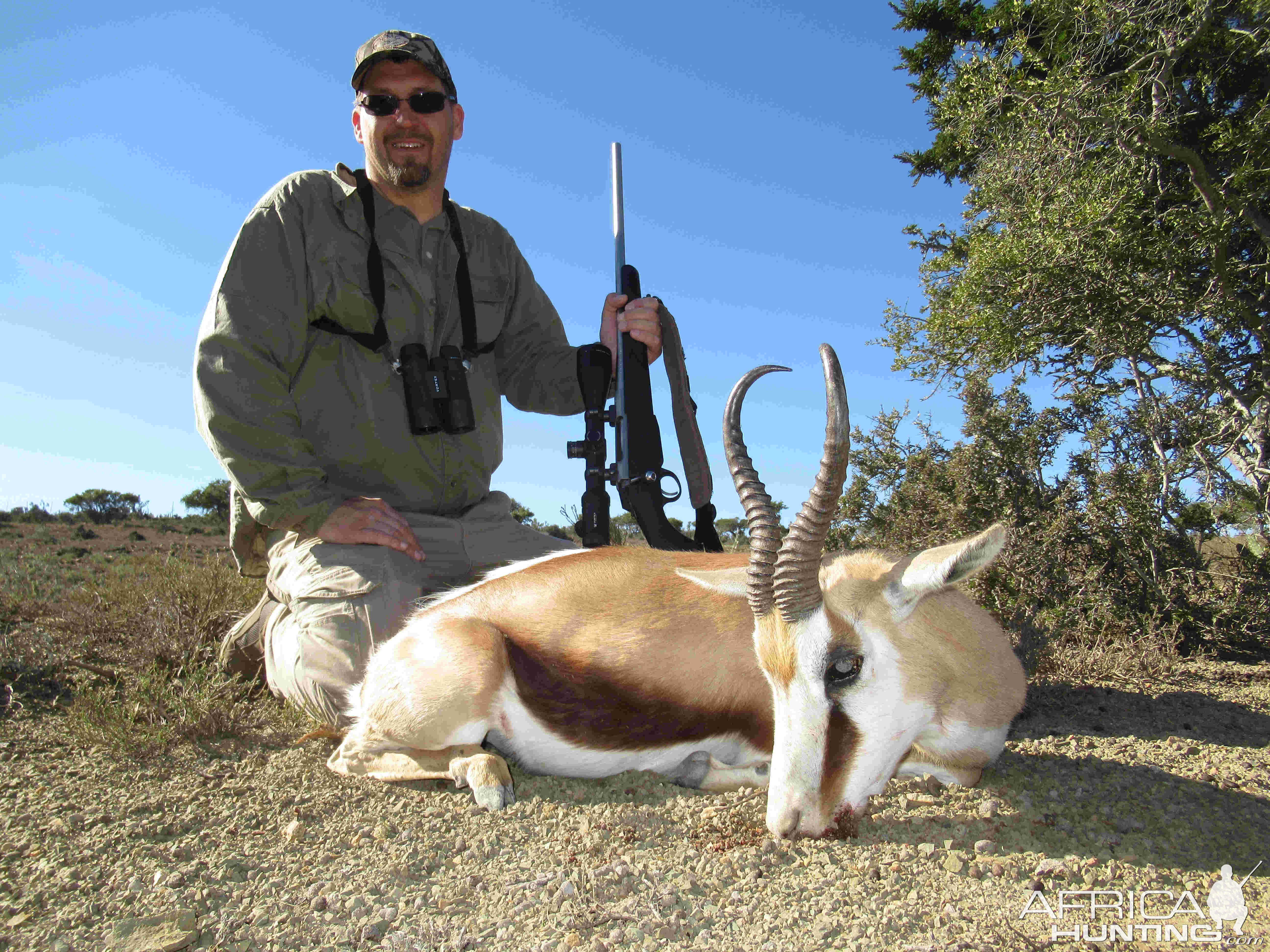 Springbok