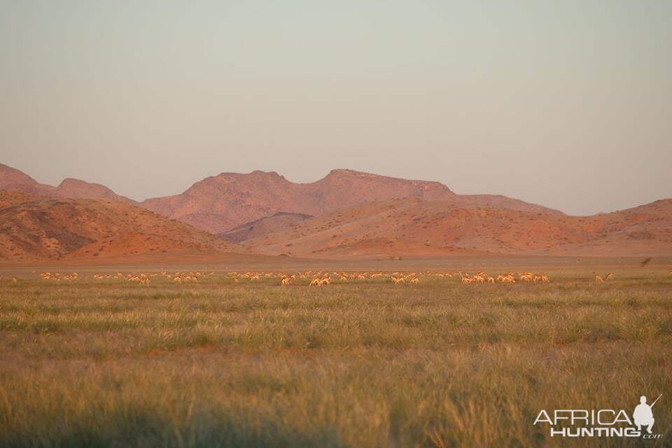 Springbok