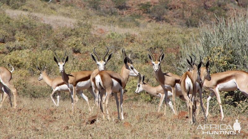 Springbok