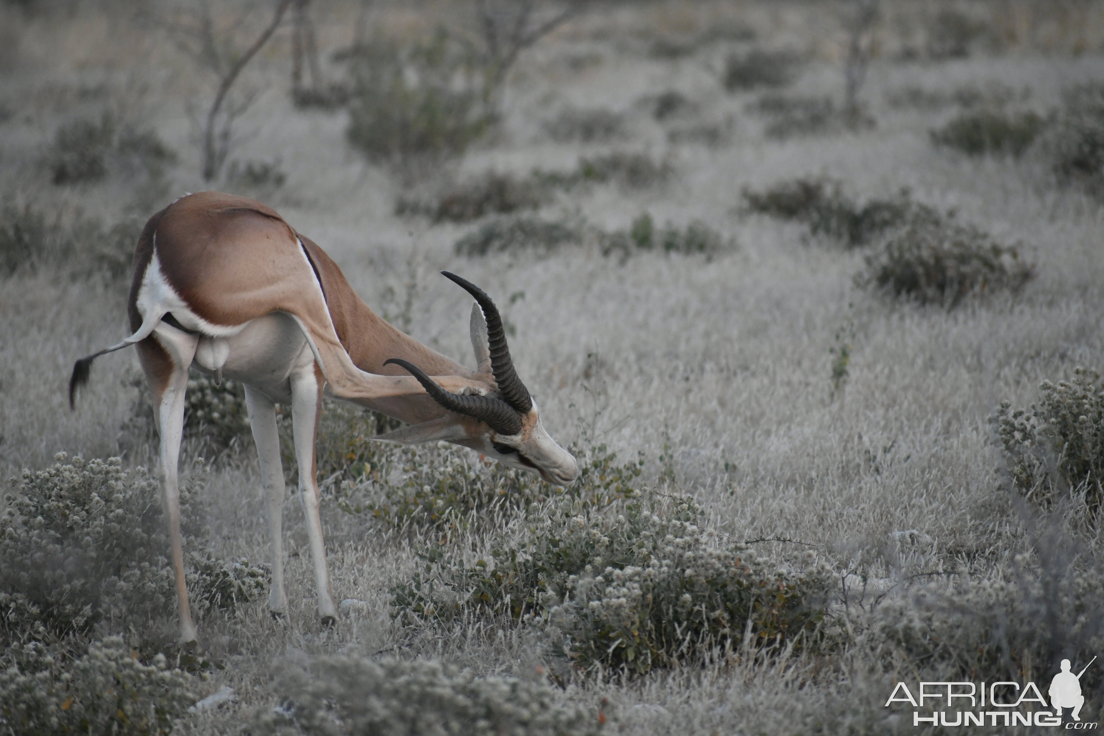 Springbok