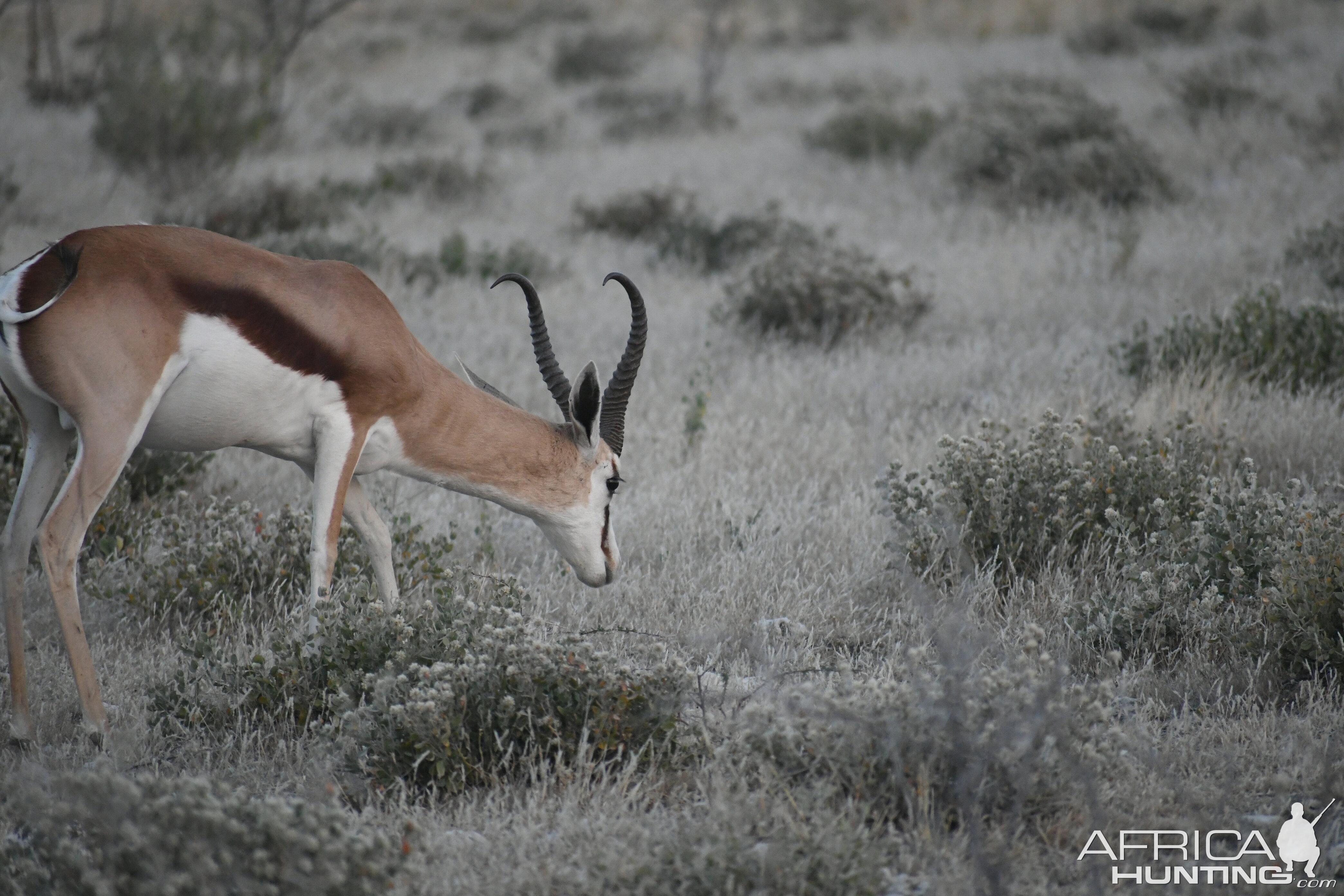 Springbok