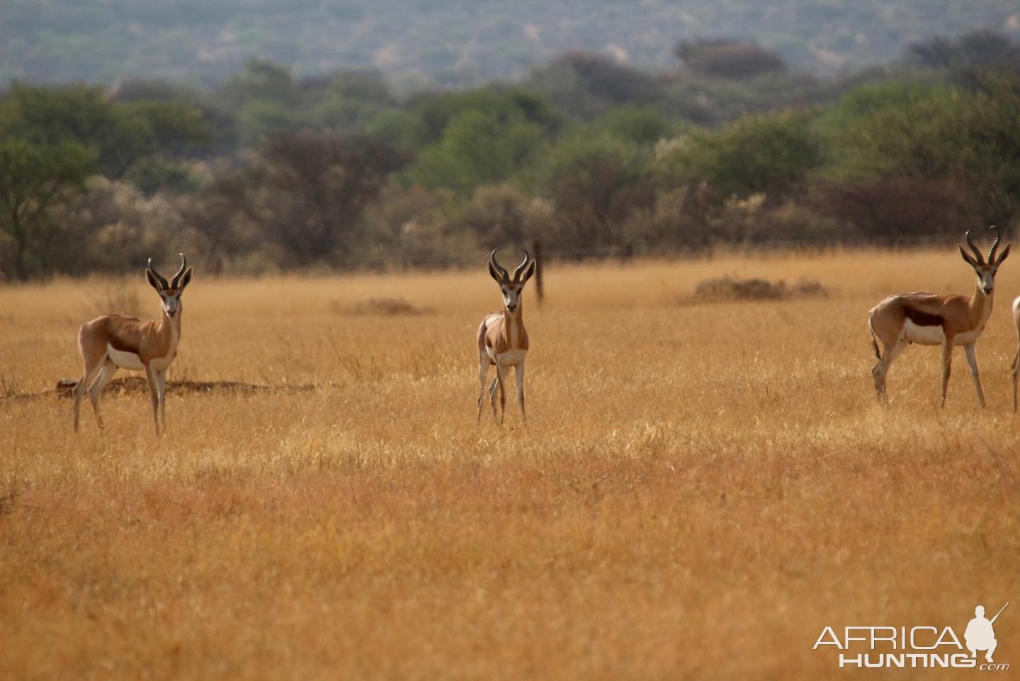 Springbokke Namibia