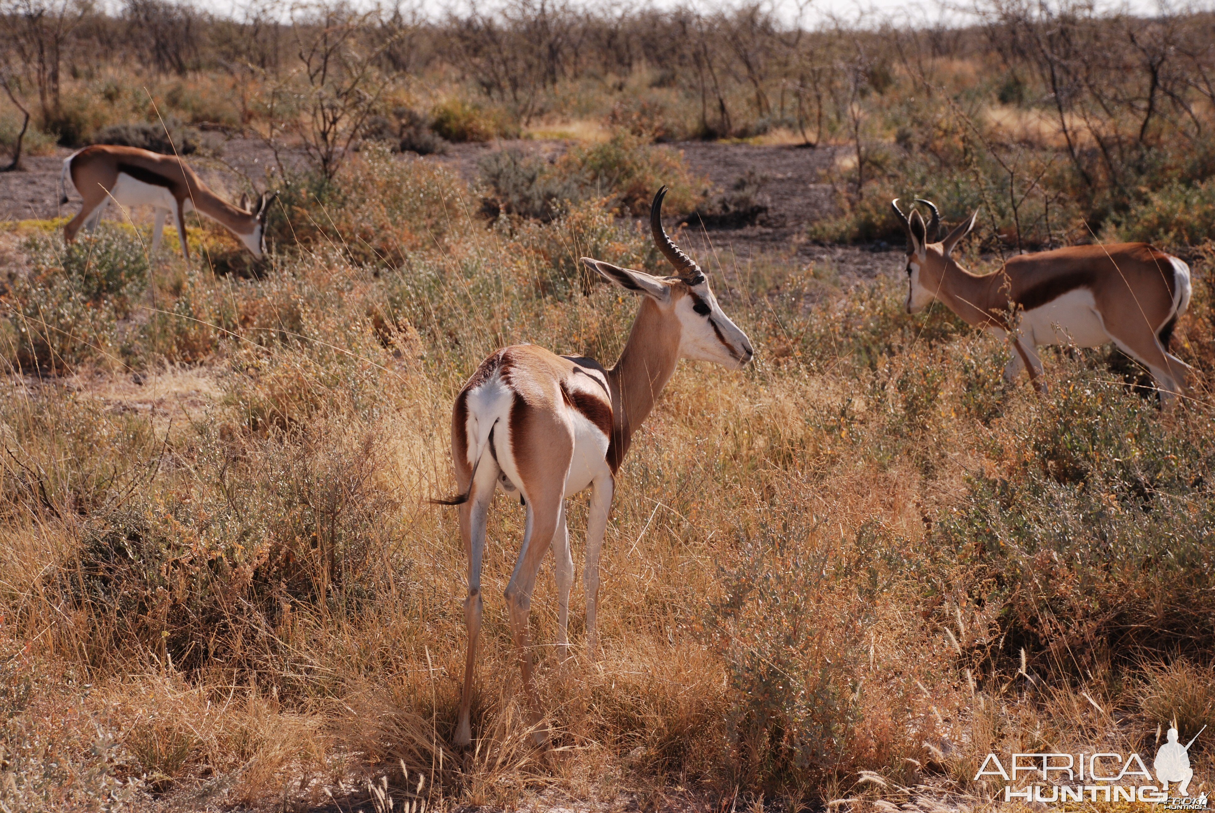 Springboks at Etosha