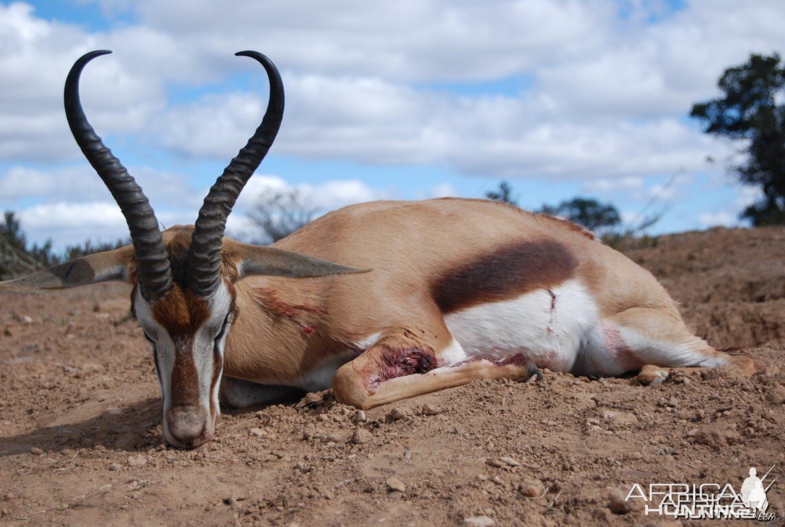 Springbuck Eastern Cape