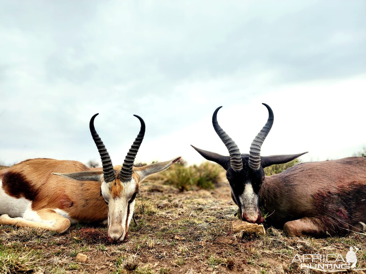 Springbuck Hunt Eastern Cape South Africa