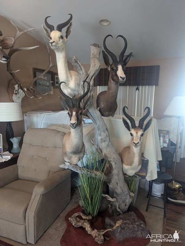 Springbuck Slam Pedestal Mount Taxidermy