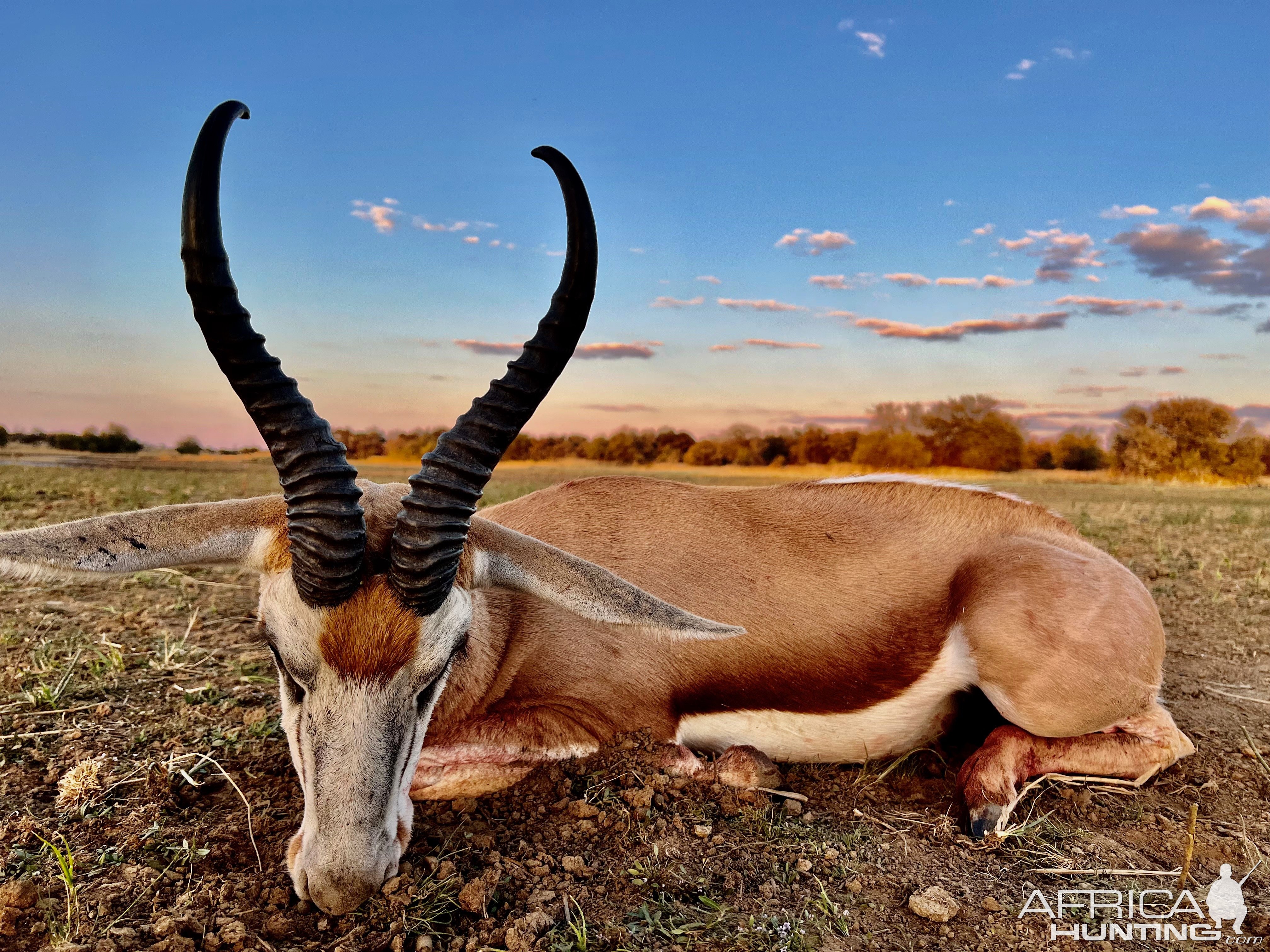 Springbuck with Zana Botes Safari