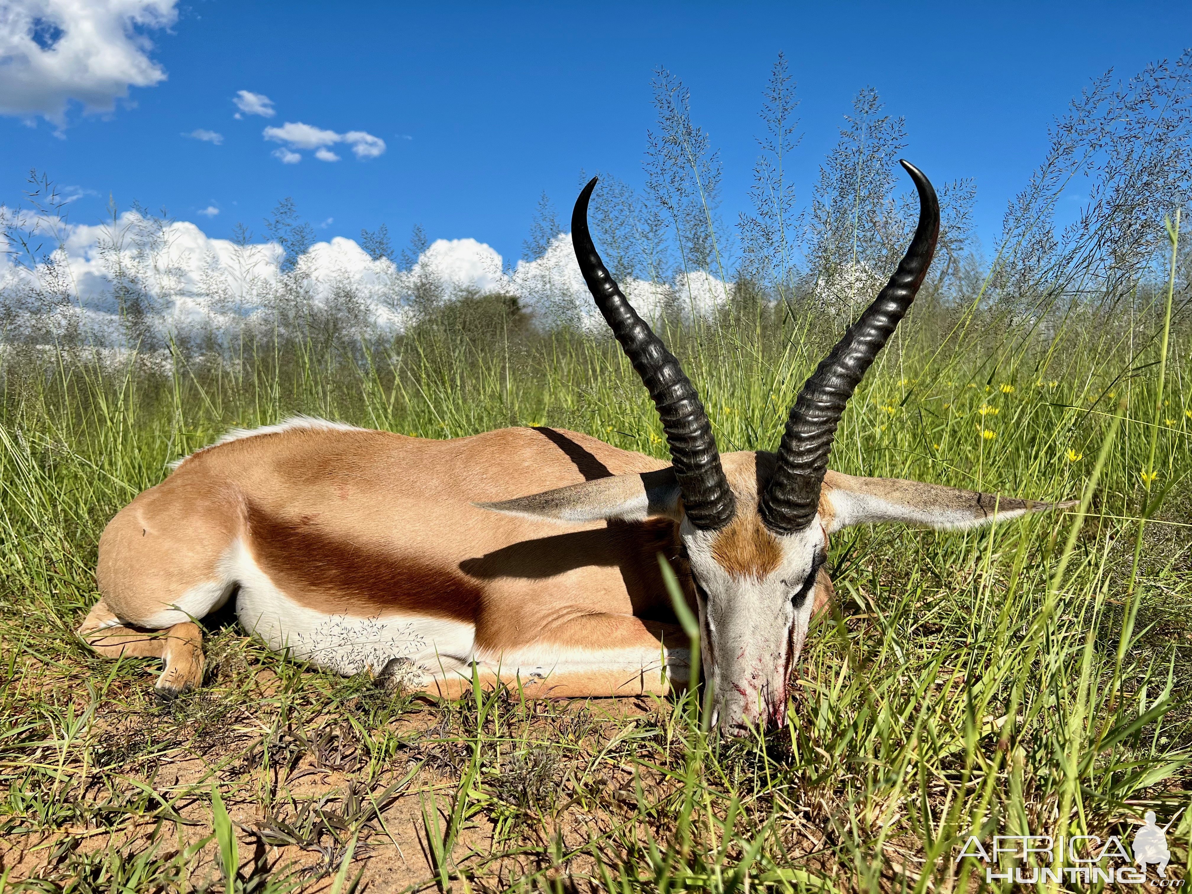 Springbuck with Zana Botes Safari