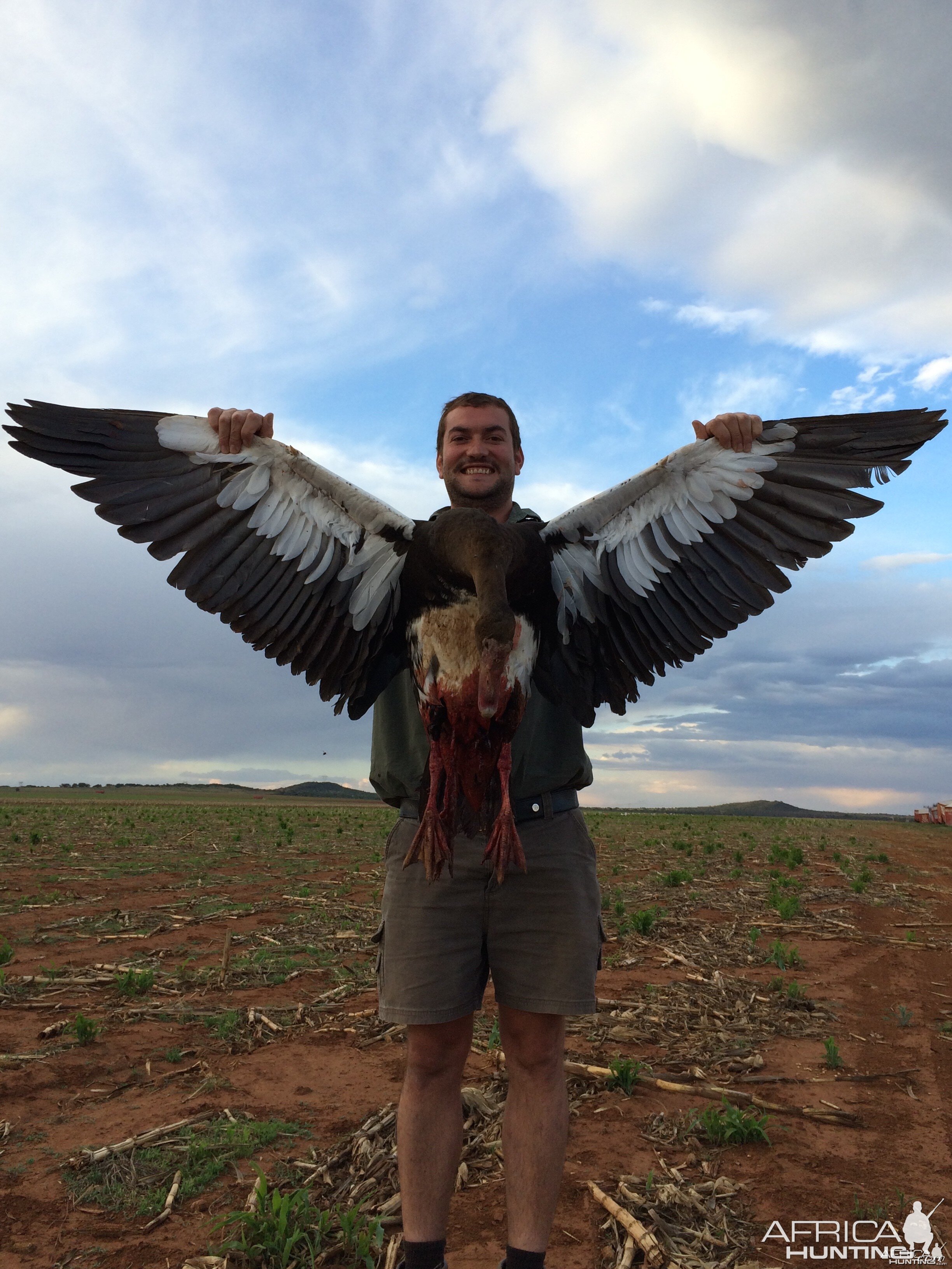 Spur Winged goose