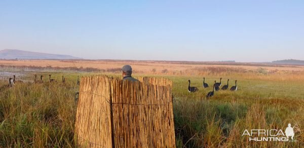 Spurwing Geese Hunt South Africa