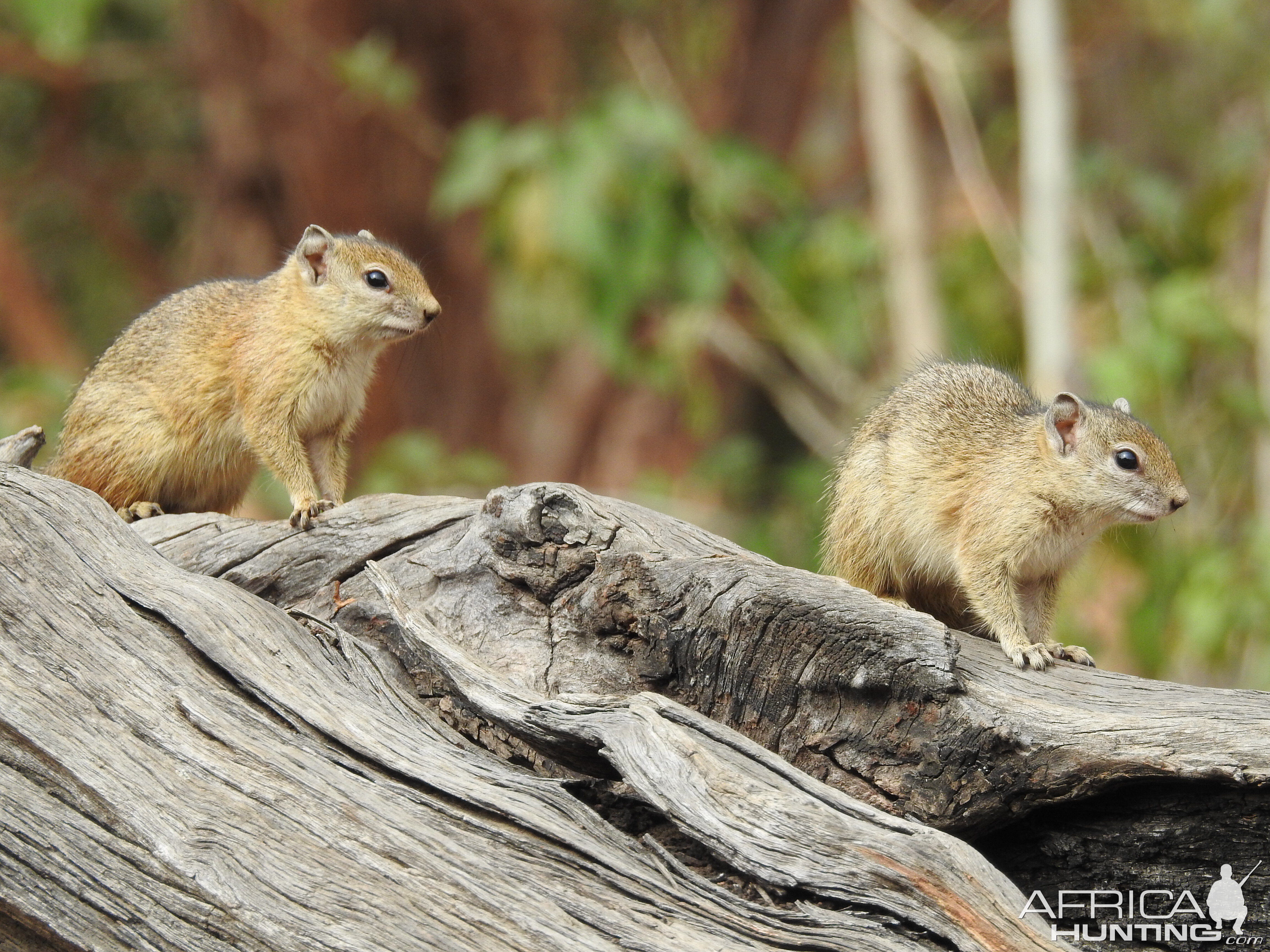 Squirrel Chobe National Park Botswana