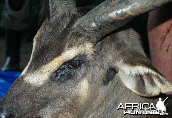 Ssese Island Sitatunga Uganda