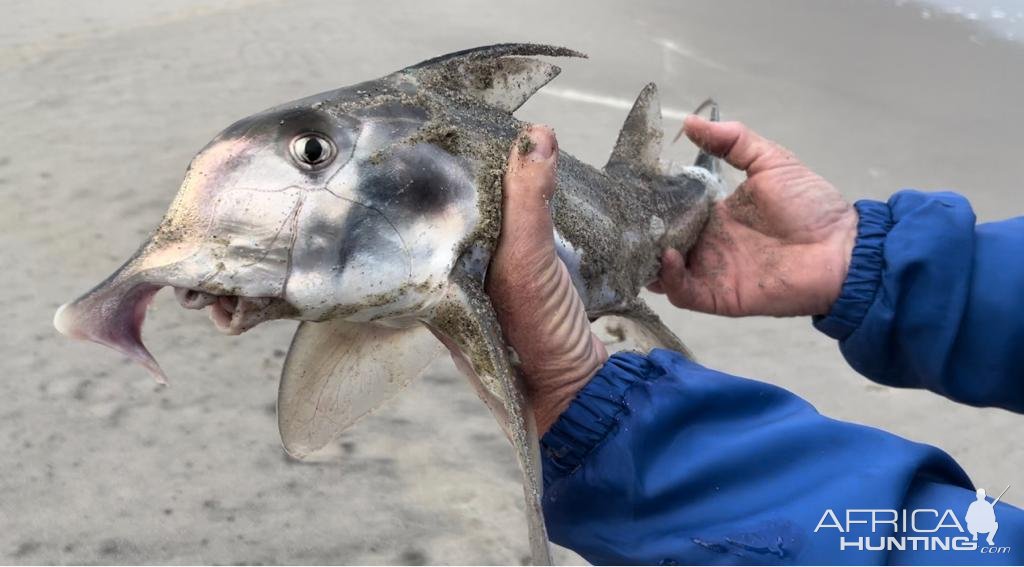 St Joseph Shark Fishing Namibia