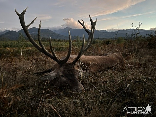 Stag Hunt Romania