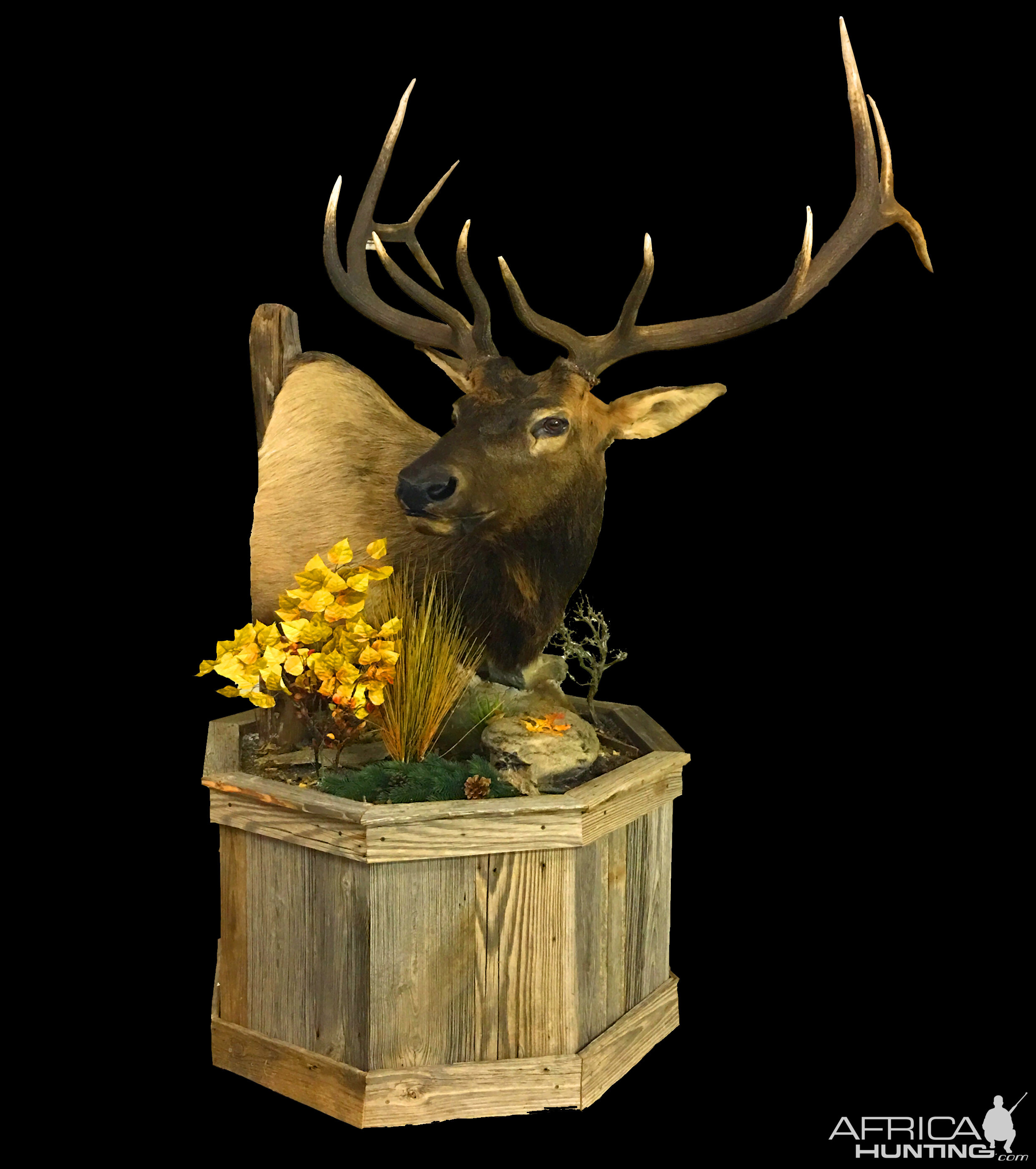 Stag Shoulder Mount Pedestal Taxidermy