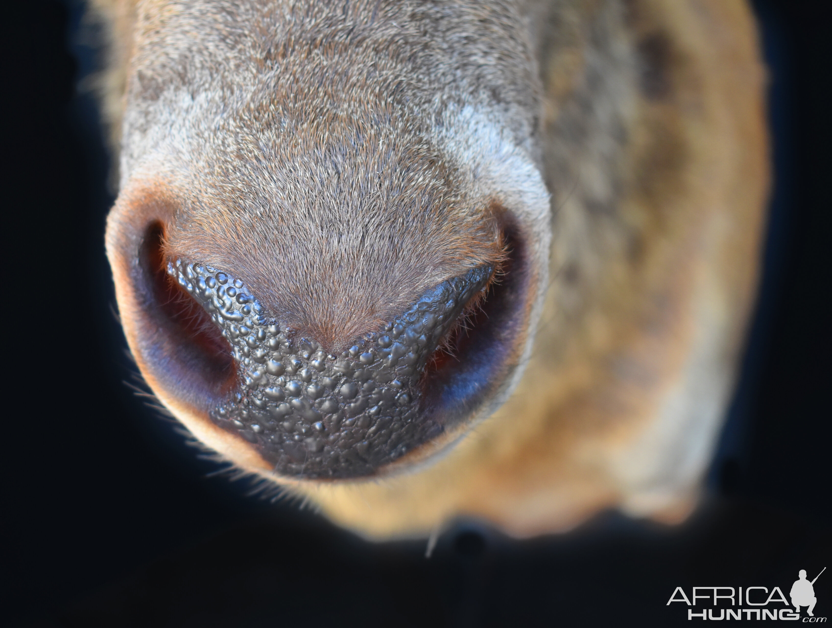 Stag Shoulder Mount Taxidermy Close Up