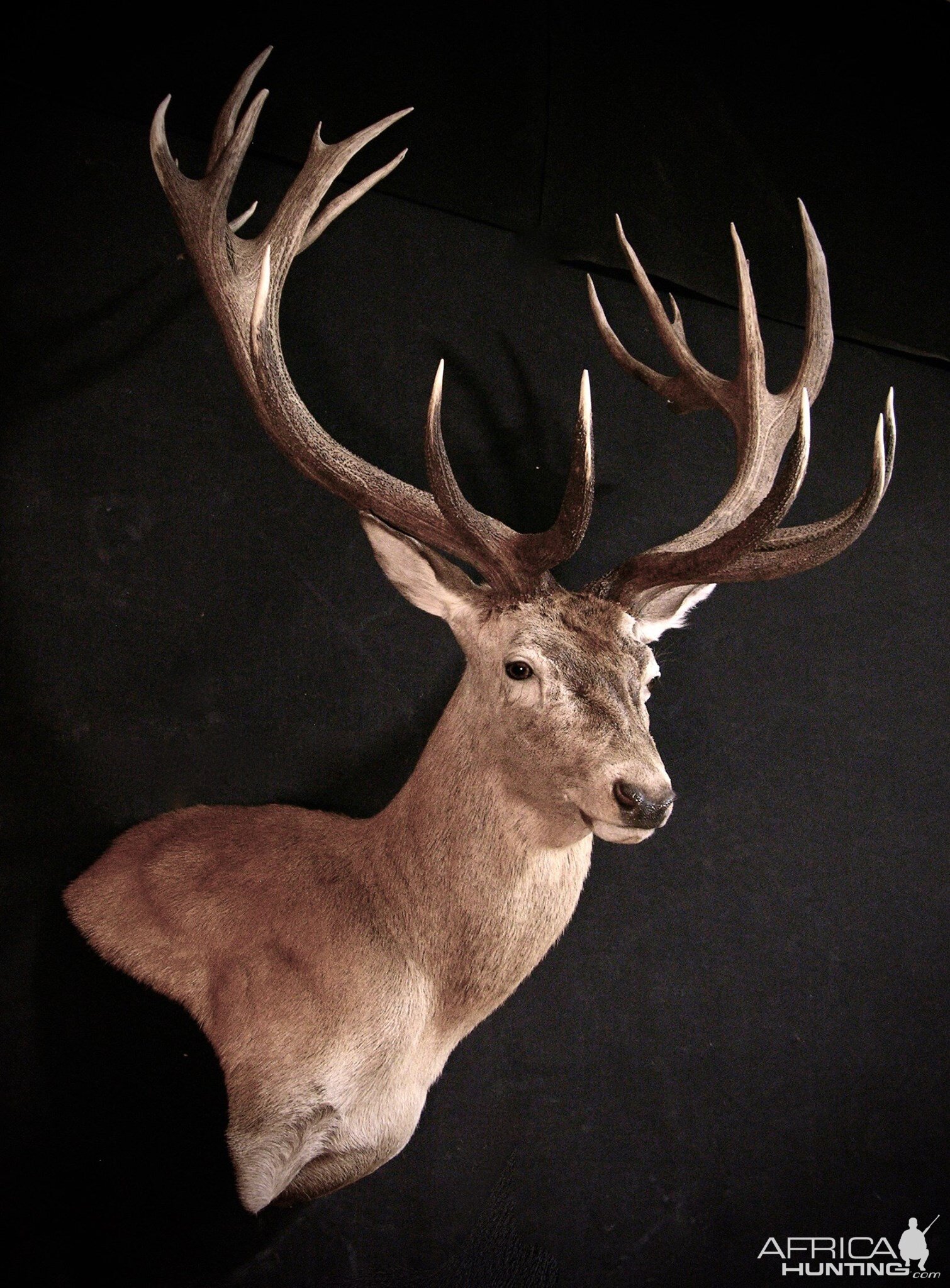 Stag Shoulder Mount Taxidermy