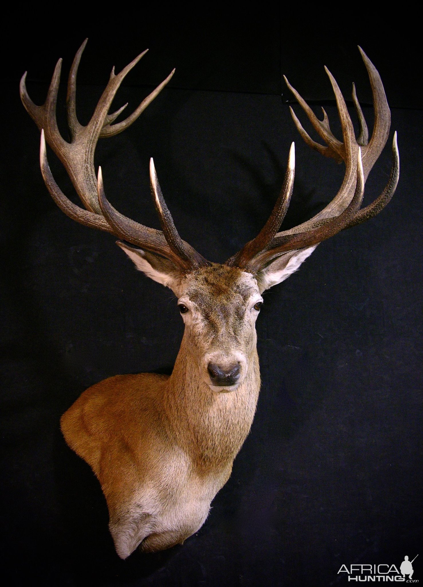 Stag Shoulder Mount Taxidermy