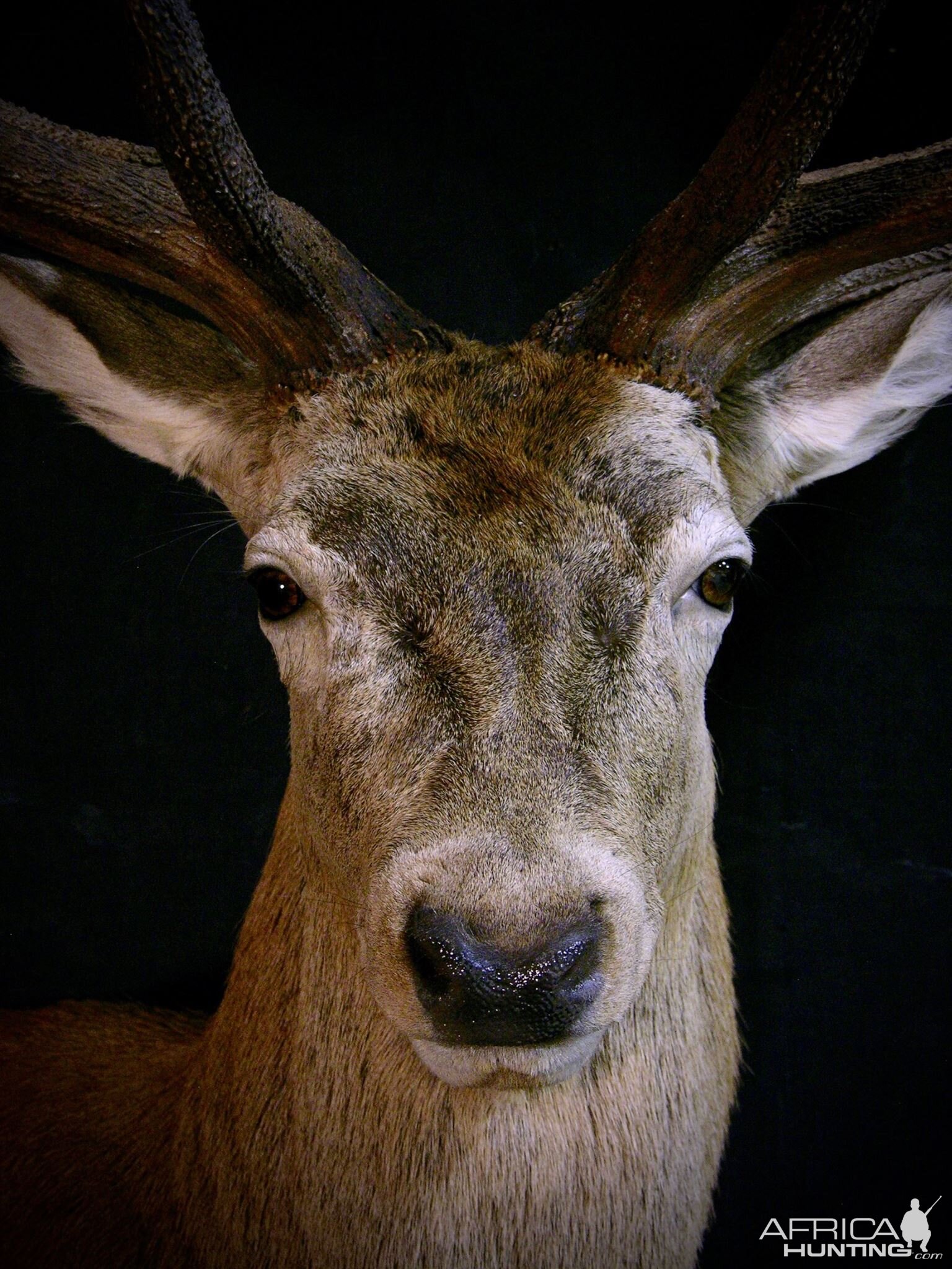 Stag Shoulder Mount Taxidermy