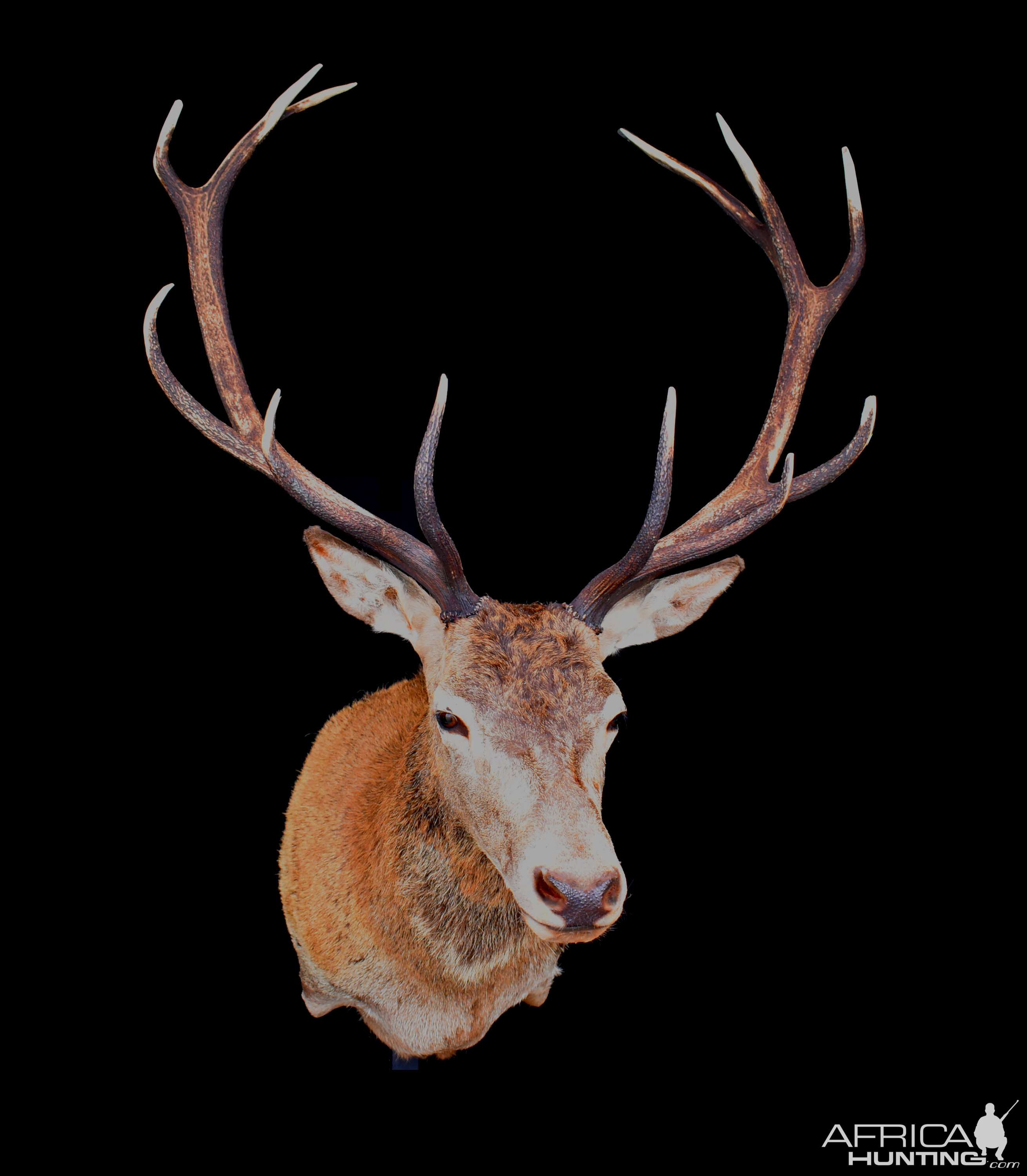 Stag Shoulder Mount Taxidermy