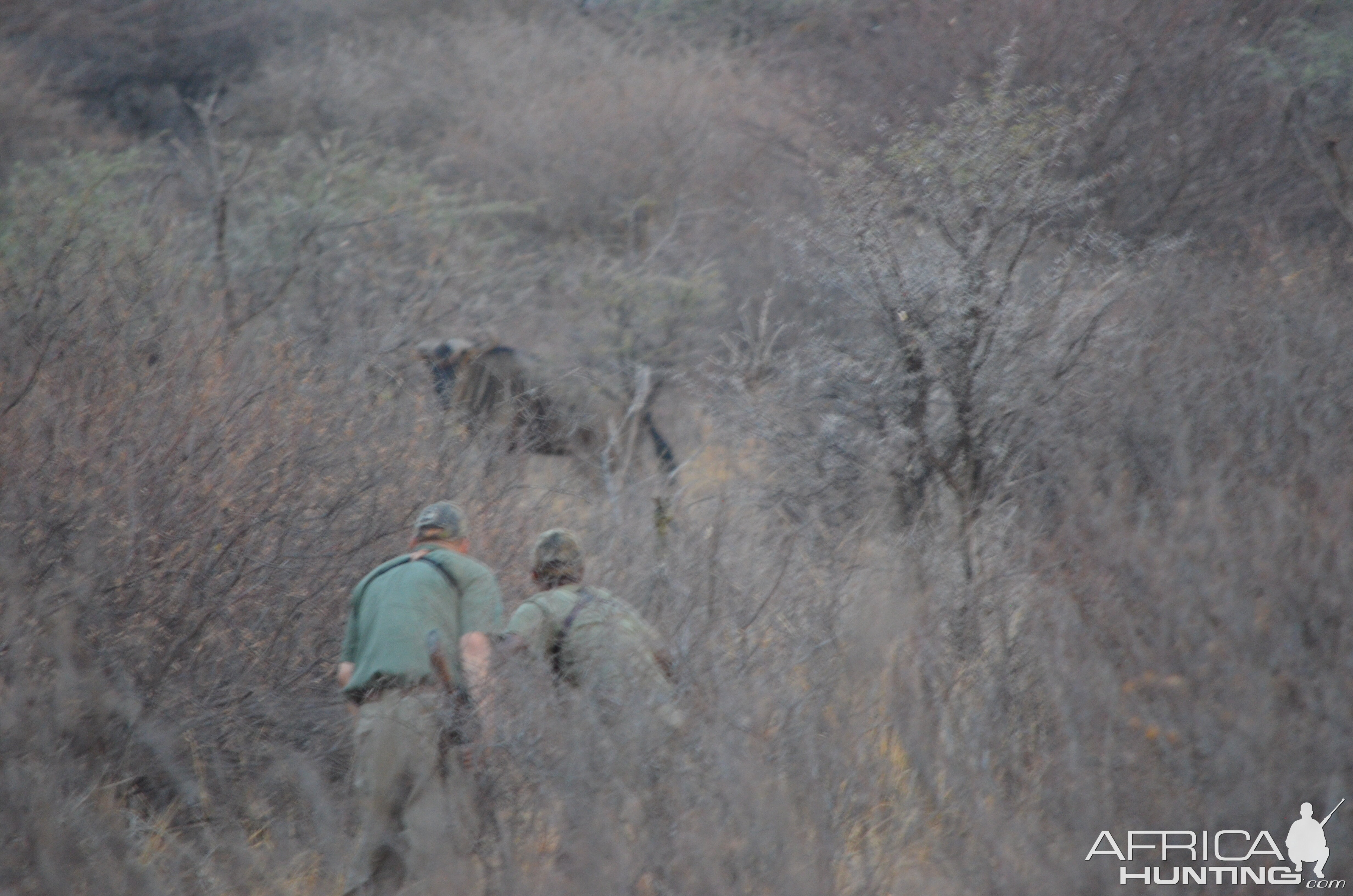 Stalking Blue Wildebeest