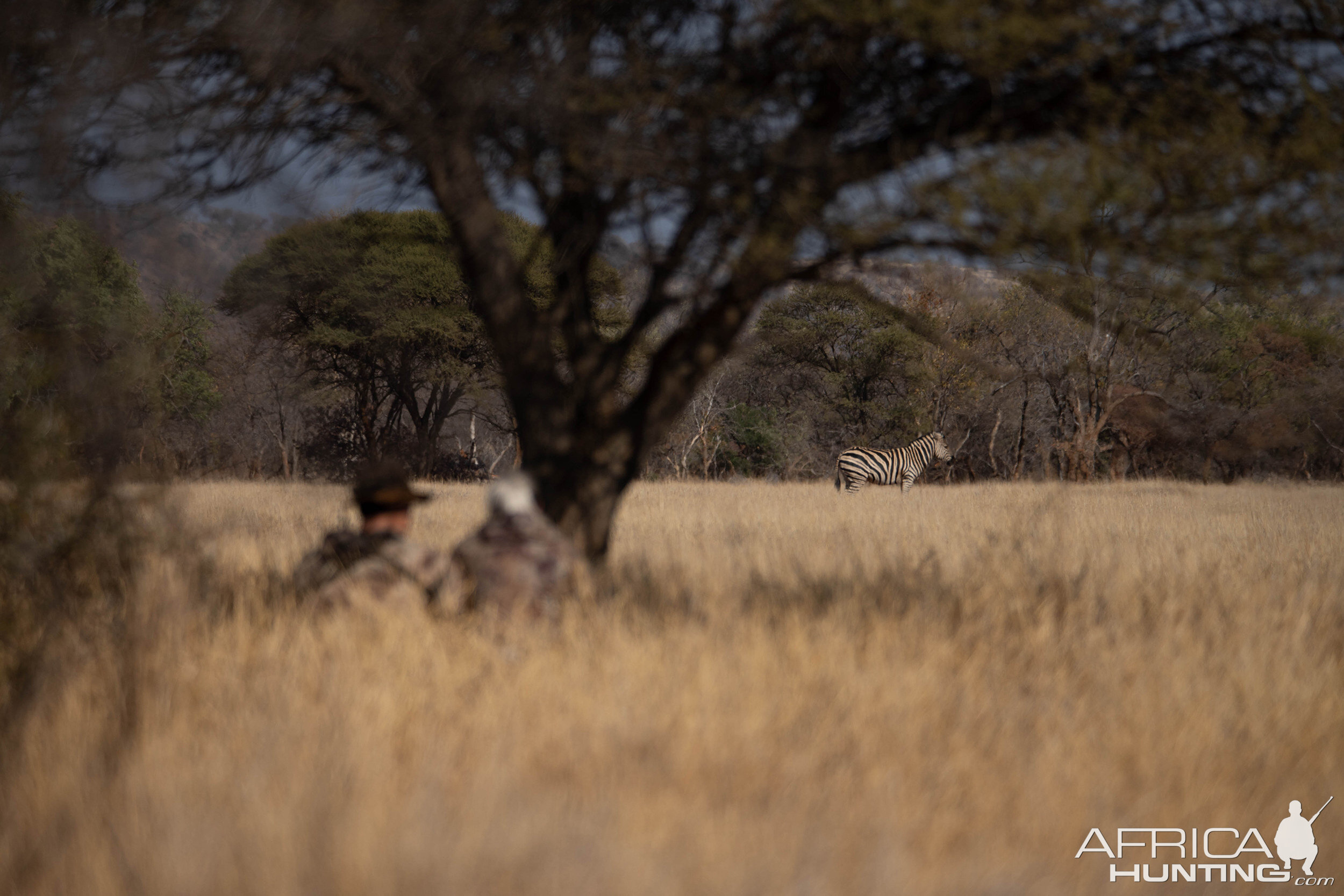 Stalking Burchell's Plain Zebra South Africa