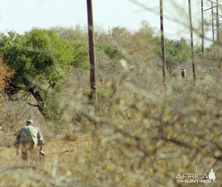 Stalking Kudu