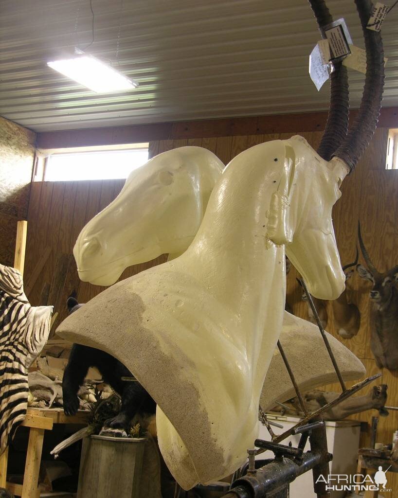 Start Of A Double Suspended Pedestal Zebra & Sable