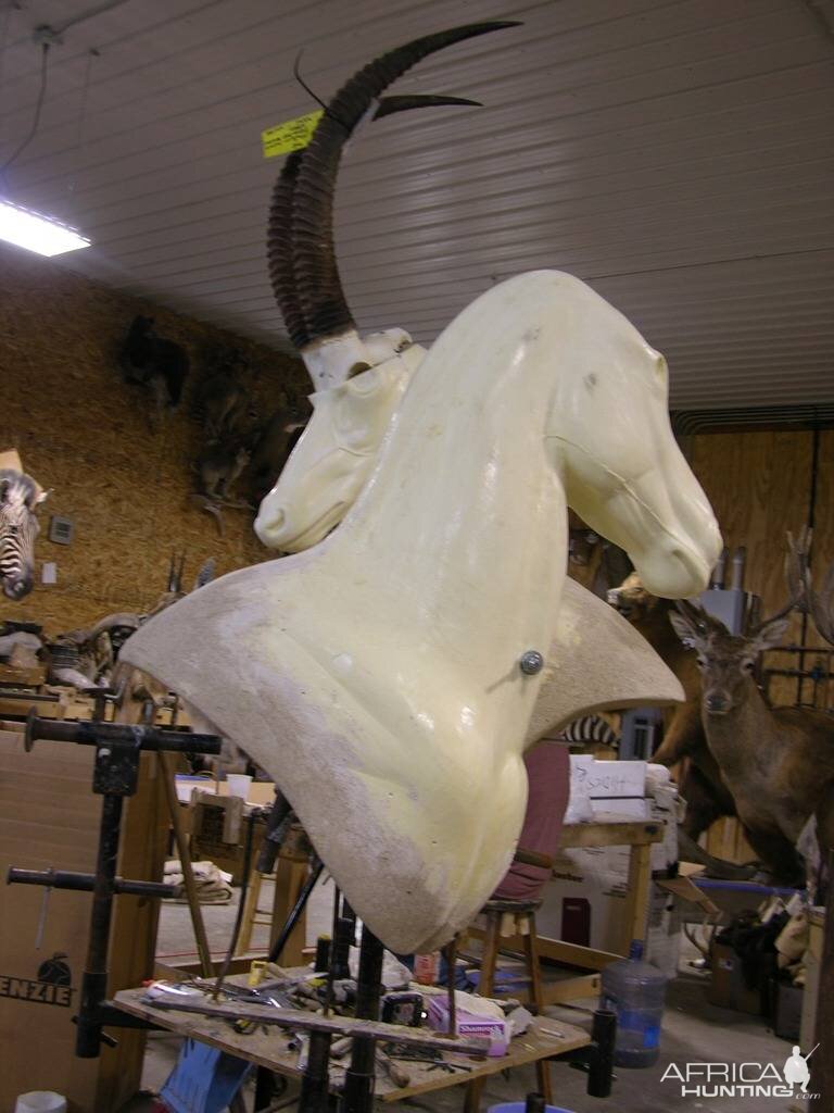 Start Of A Double Suspended Pedestal Zebra & Sable