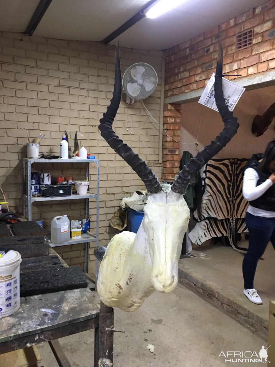 Start of my SA taxidermy