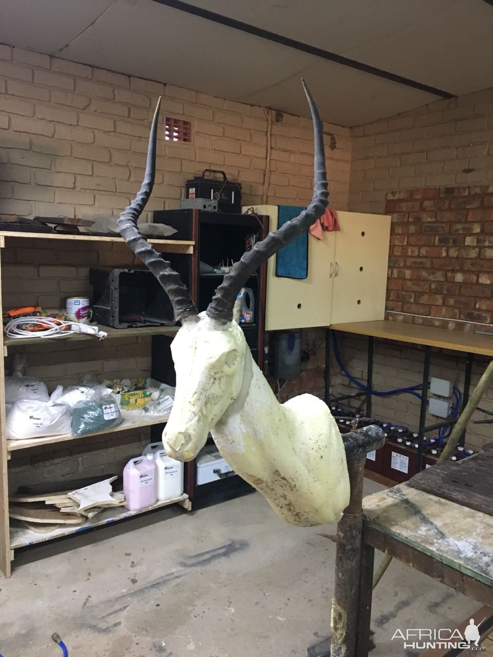 Start of my SA taxidermy