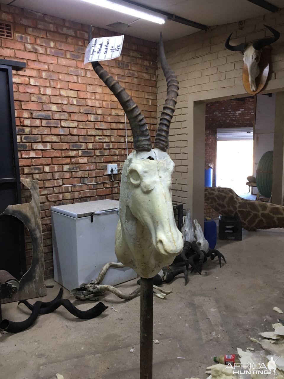 Start of my SA taxidermy