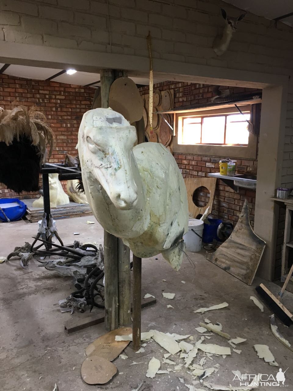 Start of my SA taxidermy