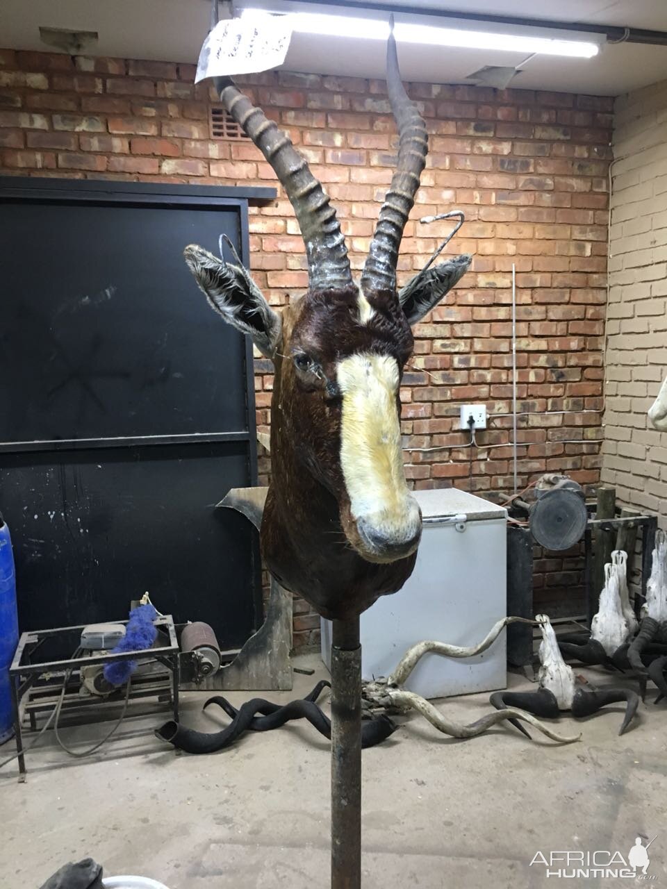 Start of my SA taxidermy