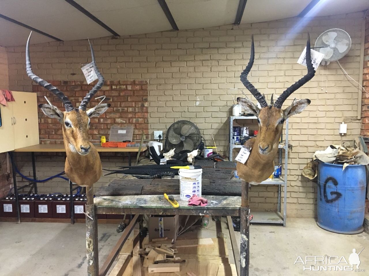 Start of my SA taxidermy