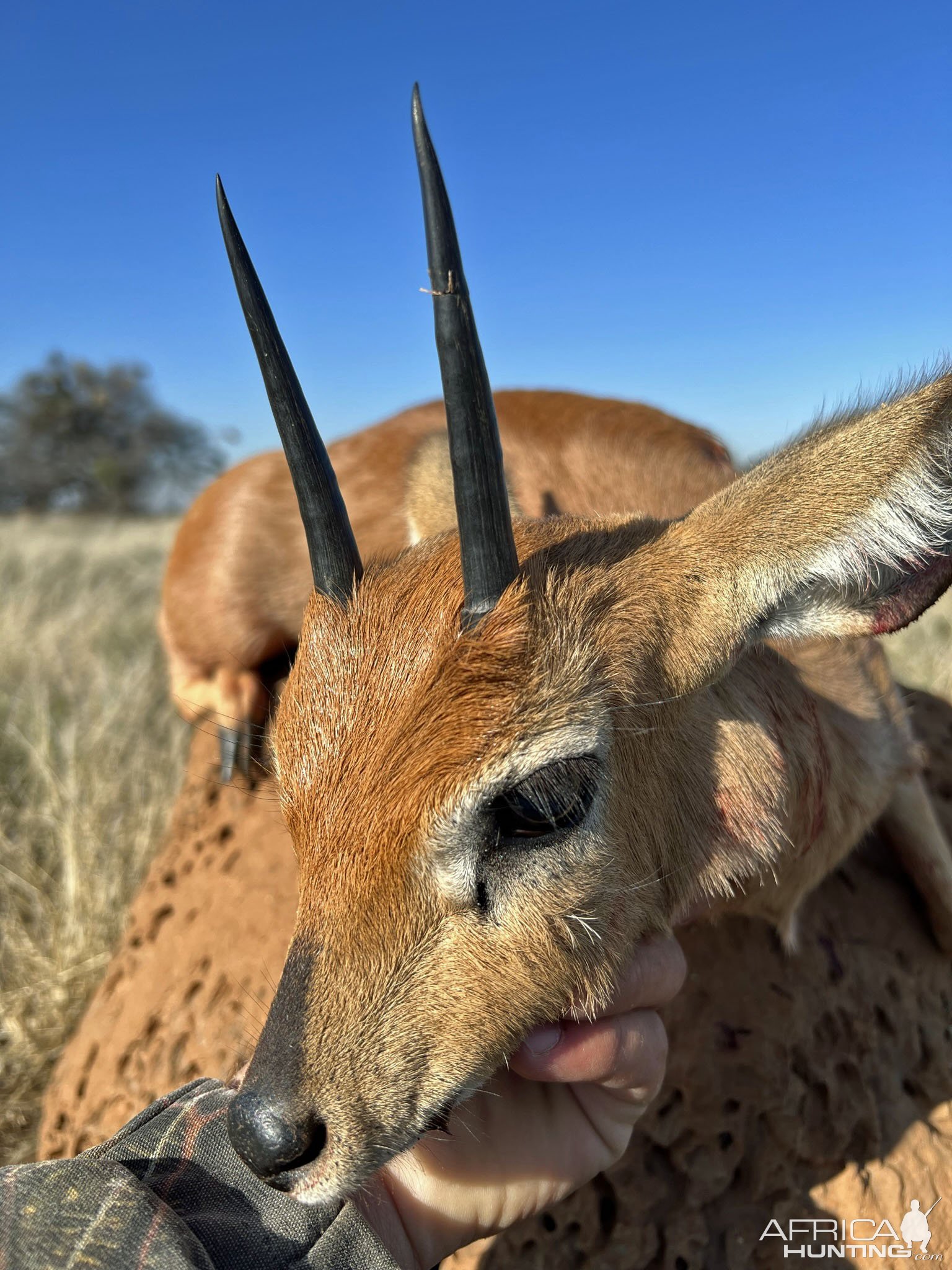 Steenbok Bow Hunt South Africa