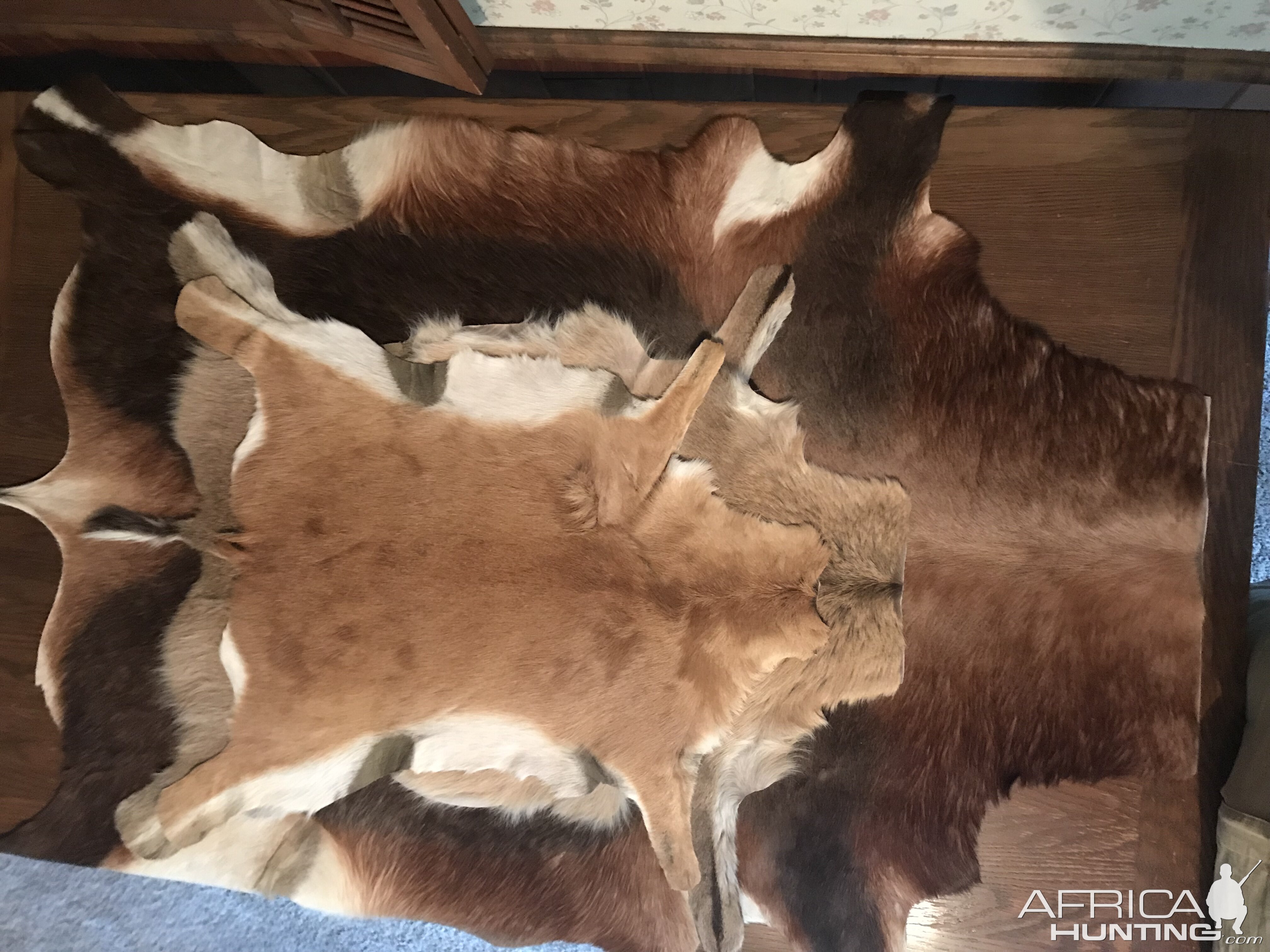 Steenbok, Duiker & Blesbok Skins