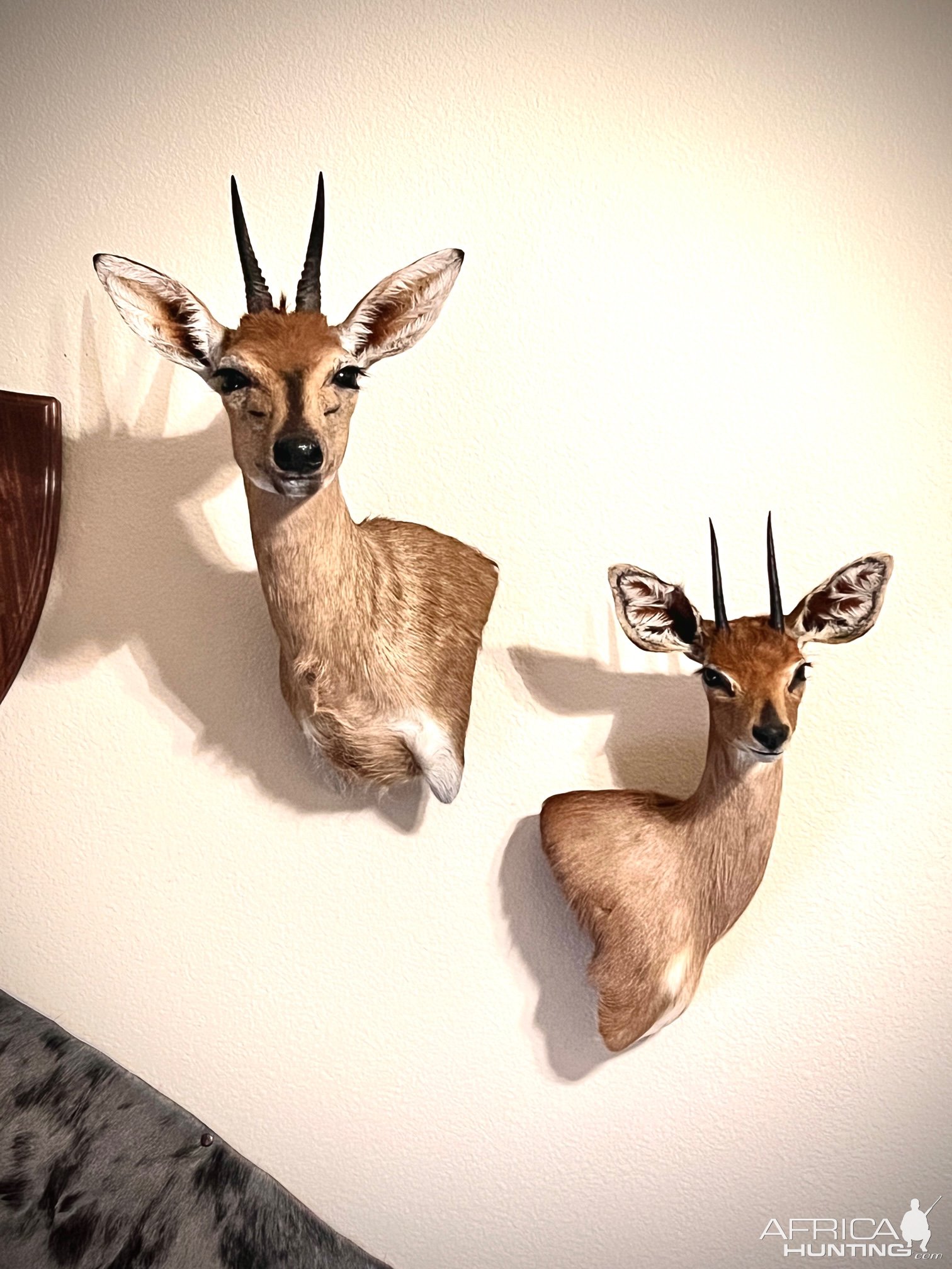 Steenbok & Duiker Wall Pedestal