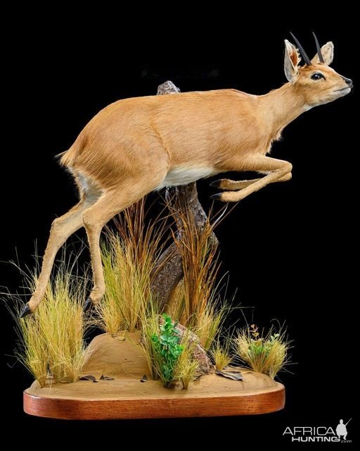 Steenbok Full Mount Taxidermy