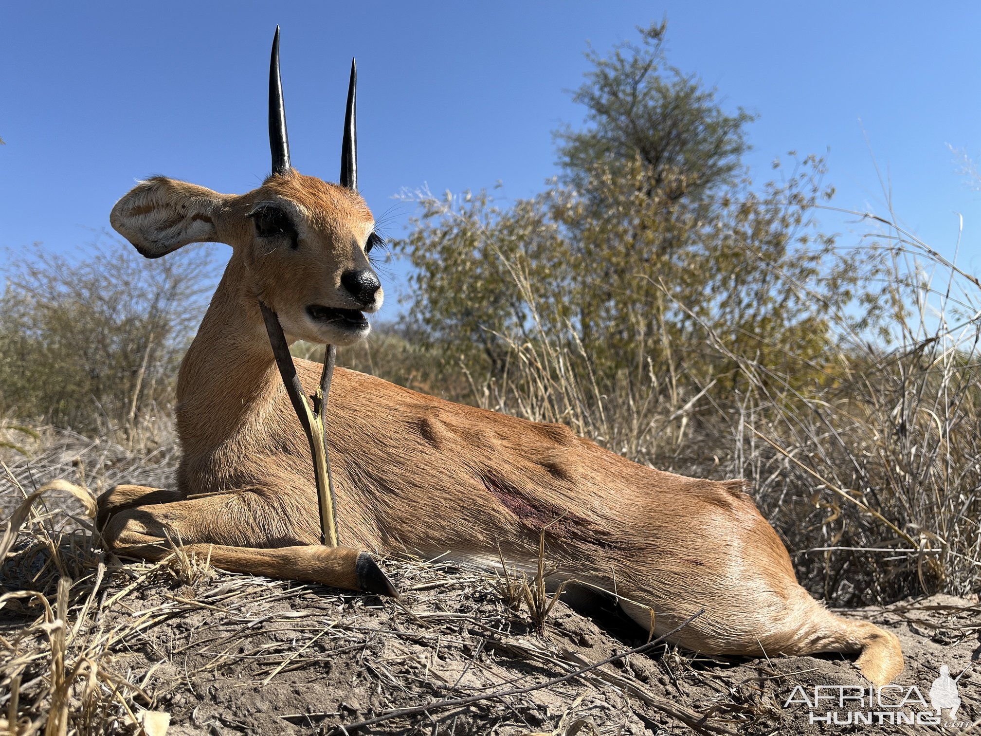 Steenbok  Hunt Botswana