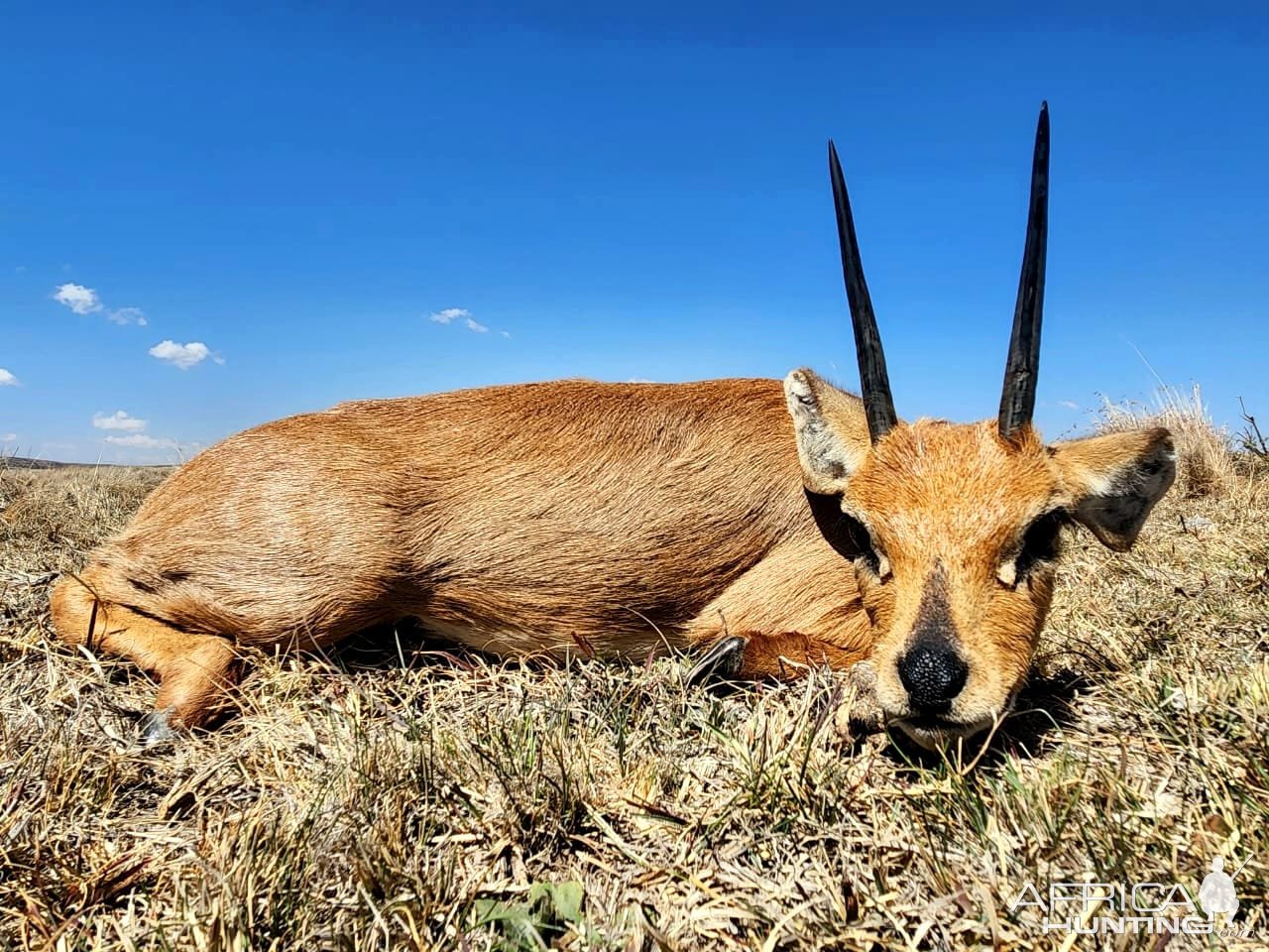 Steenbok Hunt Eastern Cape South Africa