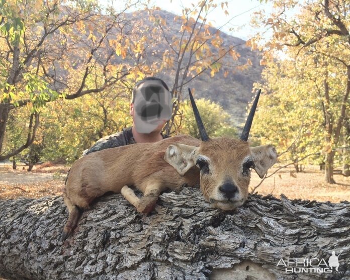 Steenbok Hunt Namibia