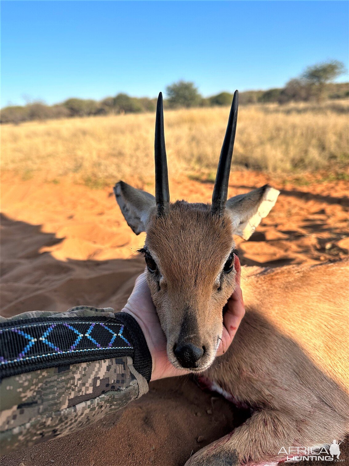 Steenbok Hunt South Africa