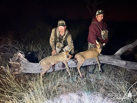 Steenbok Hunt South Africa