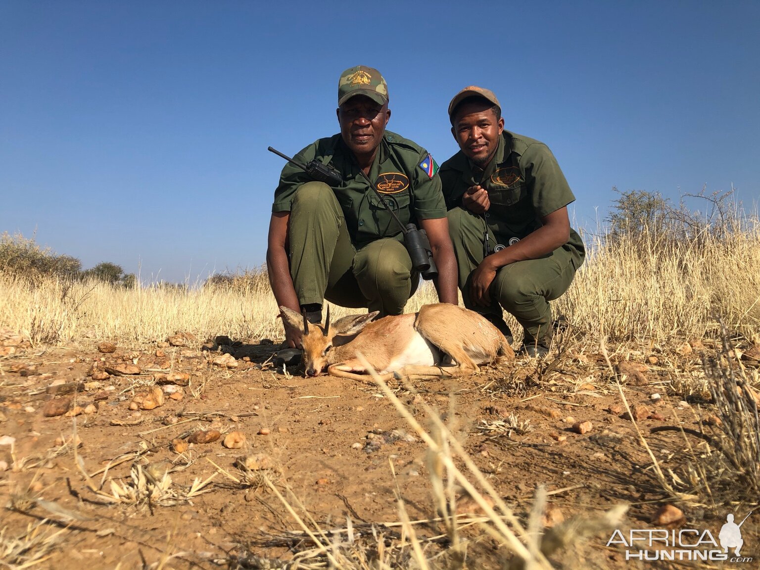 Steenbok Hunting Namibia