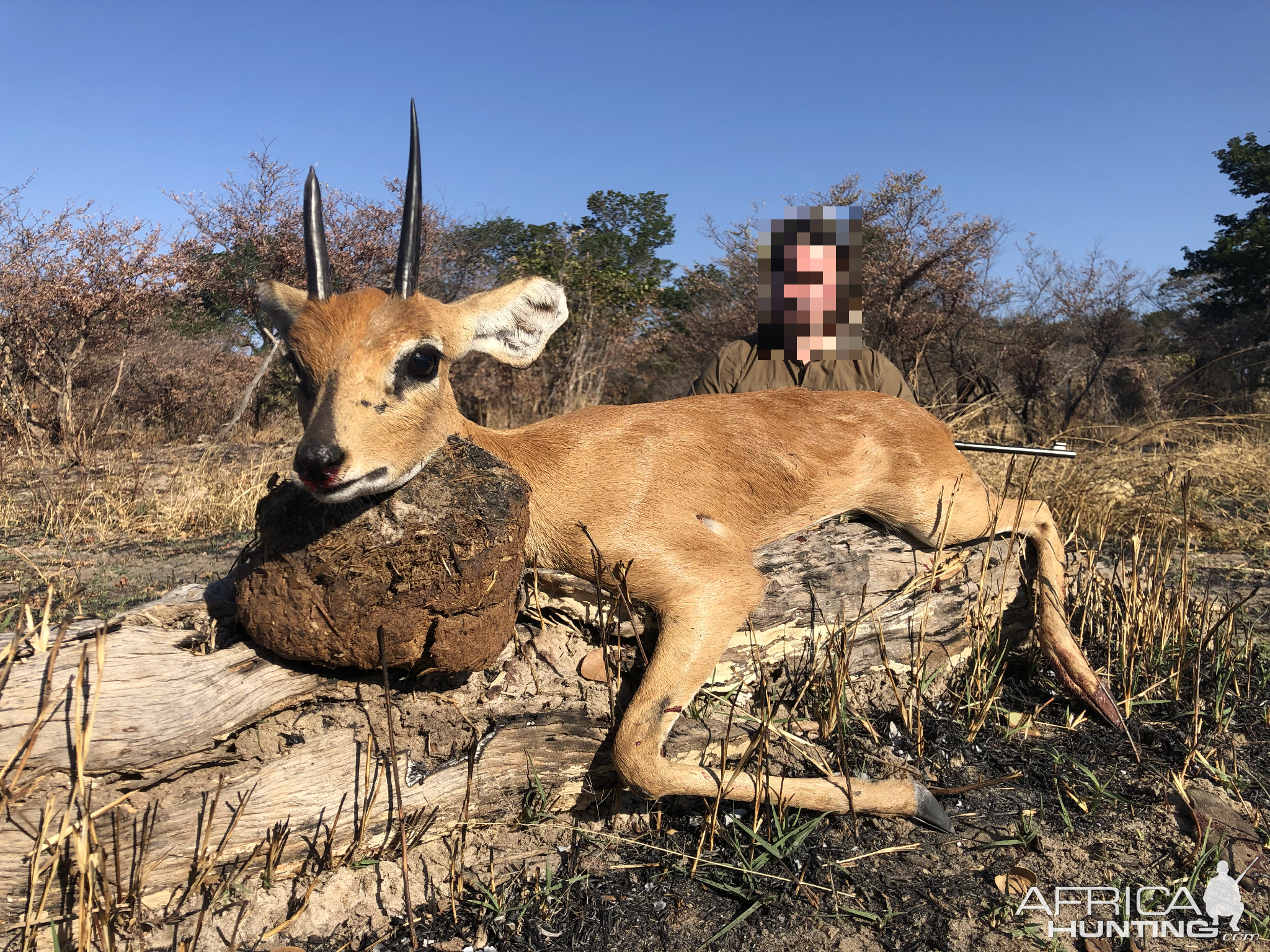 Steenbok Hunting Namibia