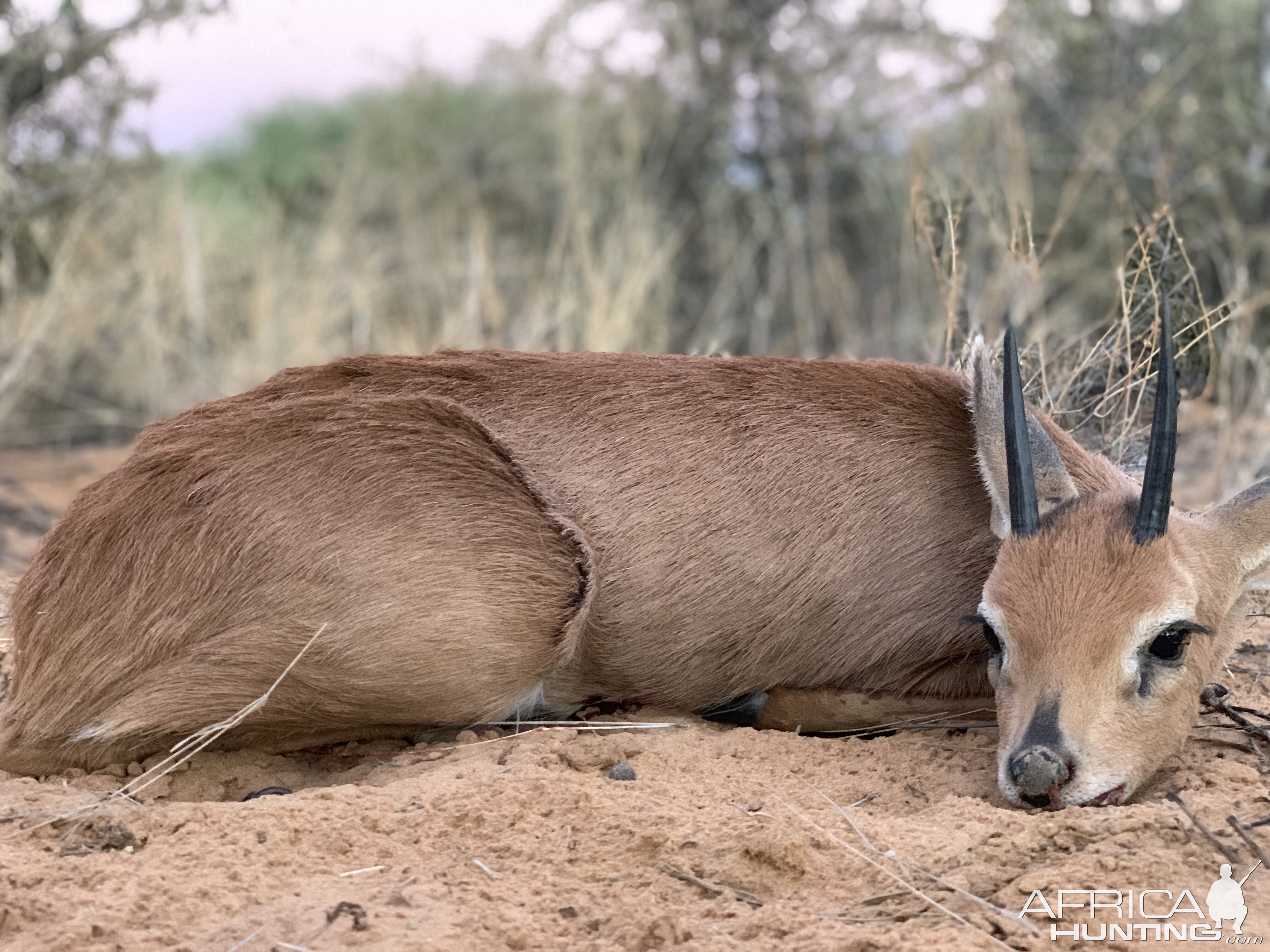 Steenbok Hunting Namibia