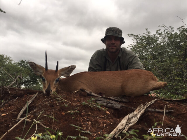 Steenbok Hunting South Africa