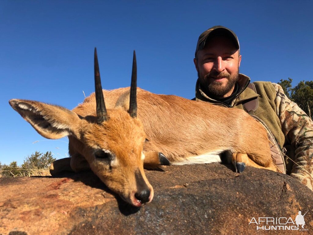 Steenbok Hunting South Africa