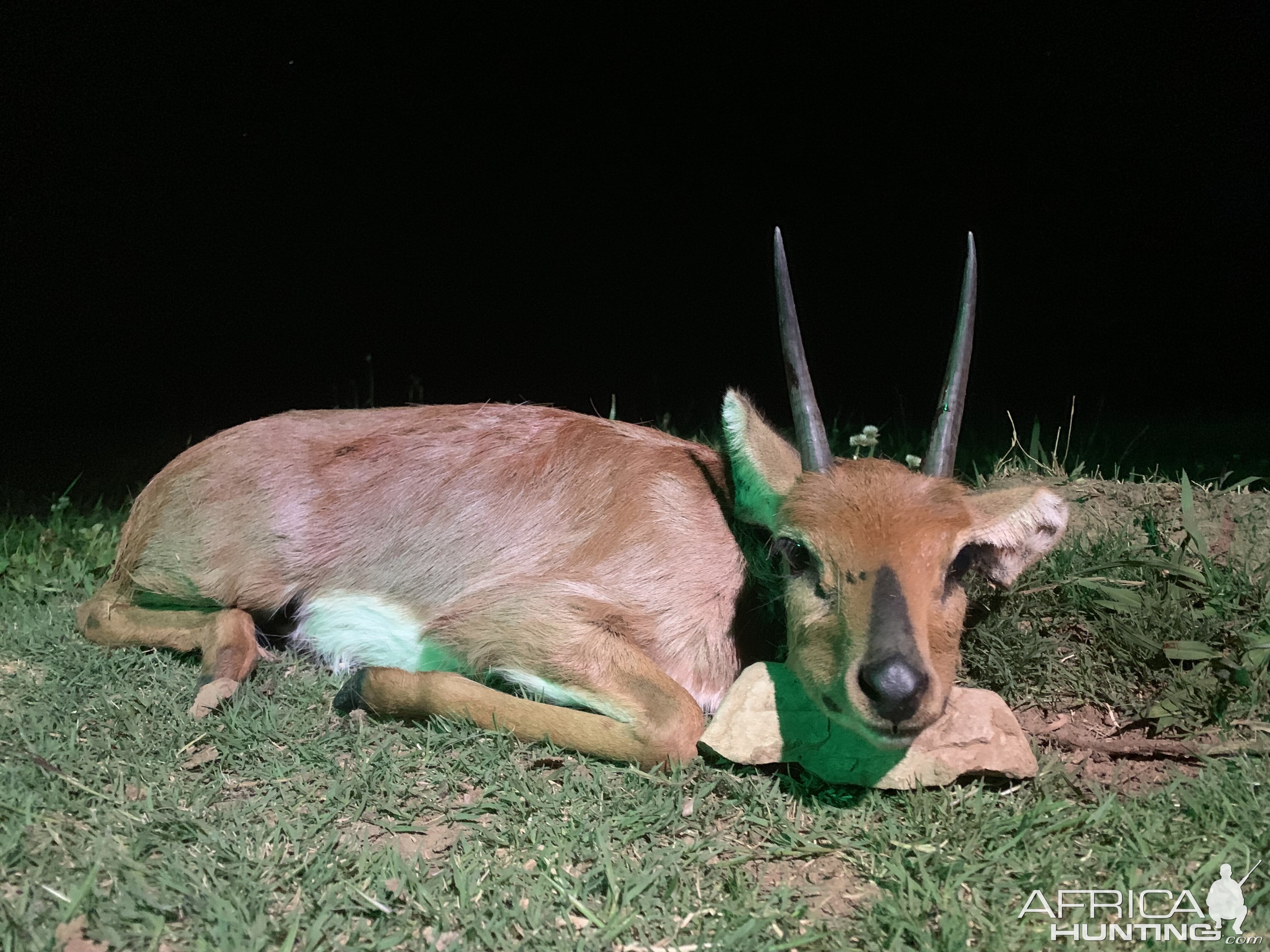 Steenbok Hunting South Africa